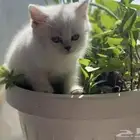 كينت سكوتش للبيع