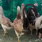 دجاج عربي ترثه . اصيل سلالة نقية