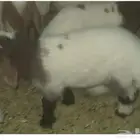 هرفي نعيمي طيب