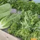 خضروات طازجة من المزرعة