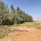 اثل