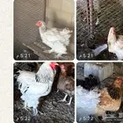 دجاج براهمه اصلي