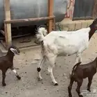 تم البيع