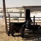 للبيع عنز عارضيه طيبه .. تم البيع
