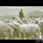 مطلوب راعي غنم