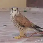 باشق صقر