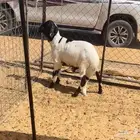 سواكني جذع
