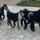 جفرات نوادر