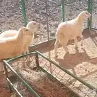 طليان
