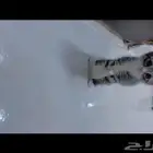 أشخاص تبنو قطط صغيرة في شهر 5و6 2024