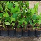 شتلات تين   رمان  زيتون   عنب