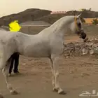 حصان واهو البيع شعبي حصان اصفر