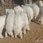 ذبايح طليان وتيوس بالكاش والتقسيط