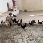 دجاج بلدي للبيع