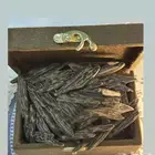 عود تايقر 6 تولات ب 100 ريال