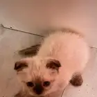 قطه هملايا و ولدها