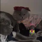 قطين سكوتش فولد