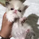 للحجز كتن بيكي فيس هملايا 950 مع كامل اغراضه