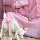 الماعز الصغير القزم ماعز قزم الماعز القزم صديق الطفل