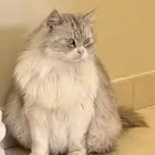 قط شيرازي مع ملحقاته