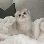 انثى سكوتش فولد Ay12