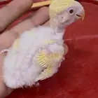 فرخ روز لاتينو