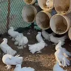 للبيع حمام رقاص