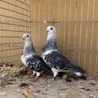زوج بوز ( عومري )