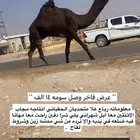 للبيع الفحل الطيب