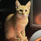 للتبني قطه صغيره برتقاليه