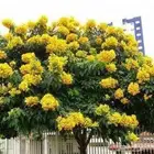 بذور أشجار الظل والزينة