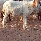 للبيع نعجه مضرع