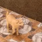 بيع تيس