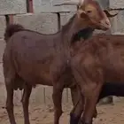 تيس ادهم فاخر