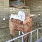 للبيع تيوس ذبح او تربيه