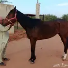 فرس انجليزي للبيع