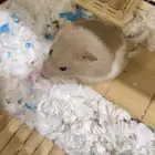 هامستر للبيع