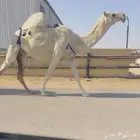 للبيع خفوت رمانيه