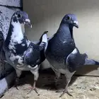 طبه زاجل اخوان (بشهادات)