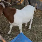 تيس بورقوت طيب دم نقي مشروط جذع للبيع