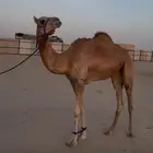 هجن