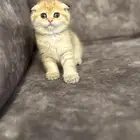 ذكر سكوتش تربل فولد للبيع