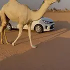 قعود للبيع