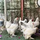 للبيع دجاج براهما