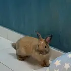 الطايف