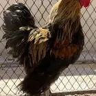 ديكه برهما