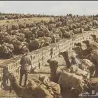 من يعرف وش هالقوافل وبأي مكان