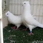 جوز ايراني حمام