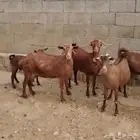 للبيع غنم موقعها بارق