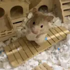 هامستر للبيع